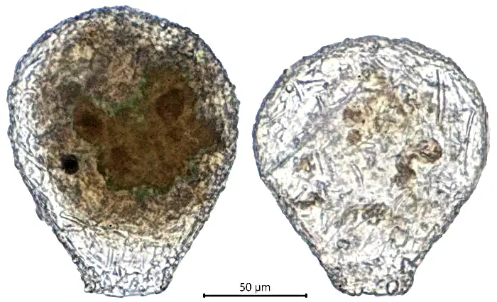 Argynnia lacustris